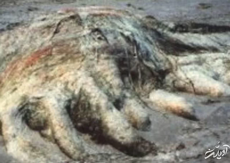 عجیب ترین موجوداتی که در سواحل دریاها کشف شدند